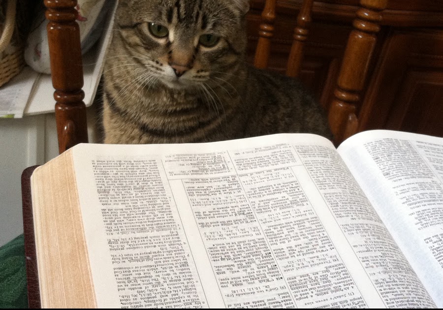 How Many Times Are Cats Mentioned In The Bible CatWalls