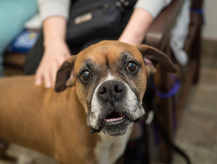 Affordable Pet Clinic Near Me / Animal Hospital In