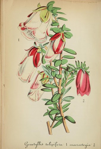 Genetyllis Tulipifera