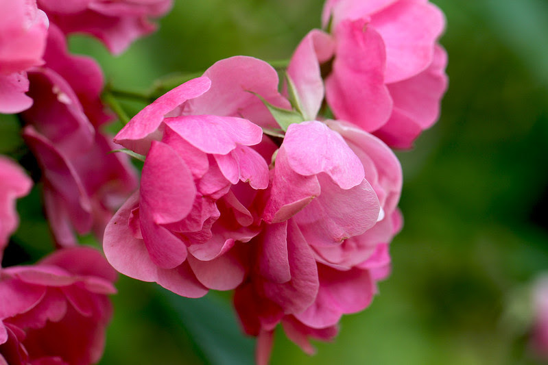 baby roses