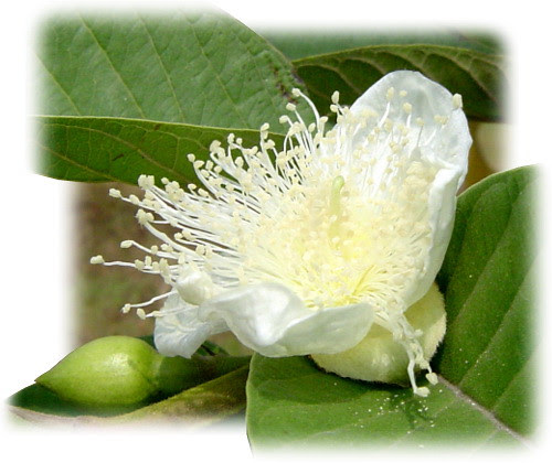 無限台南/芭樂開花