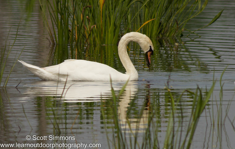 Orlando Wetlands Park Orlando Wetlands Park