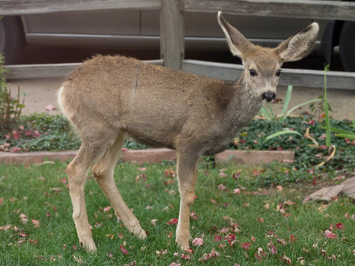 baby deer
