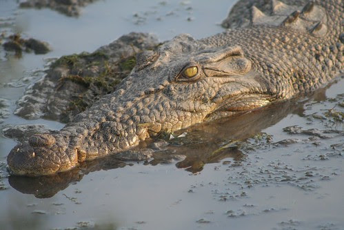Saltwater Crocodile