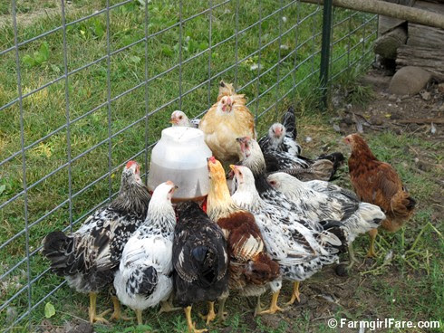 (5) Thirsty young chickens - FarmgirlFare.com