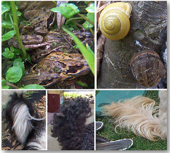 frogs and snails and puppy dogs tails