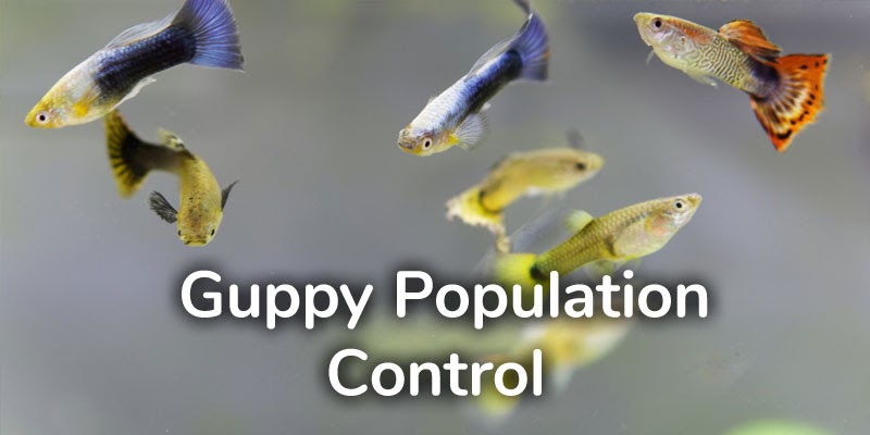 What fish will eat guppy fry?