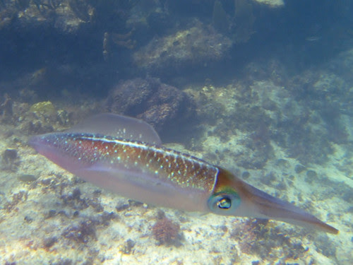 Caribbean Reef Squid