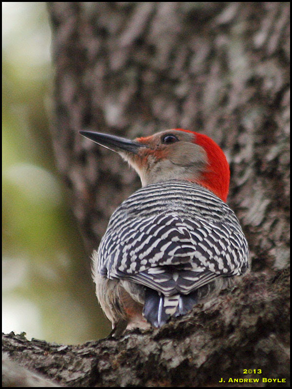 Red-bellied Woodpecker Red-bellied Woodpecker