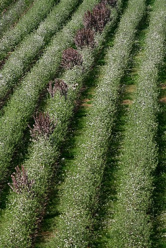 orchard-rows-purple