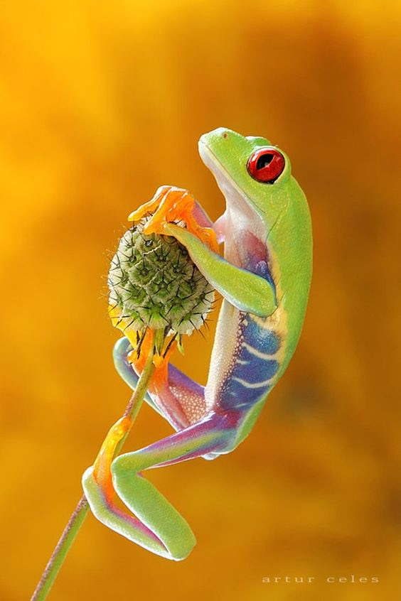 macro photography 17