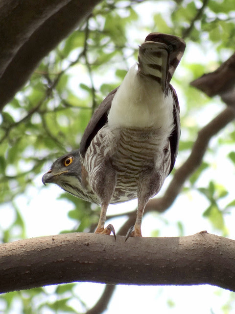 鳳頭蒼鷹/無限台南