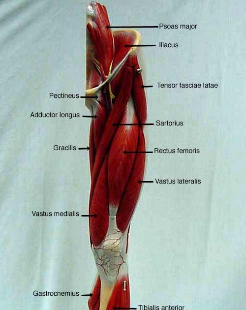 Leg Bone Diagram Labeled / Posterior Calf Anatomy Muscles Of The Lower