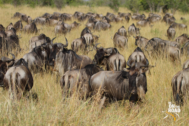 Large herd of wildebeest occupy the grasslands of Maasai Mara