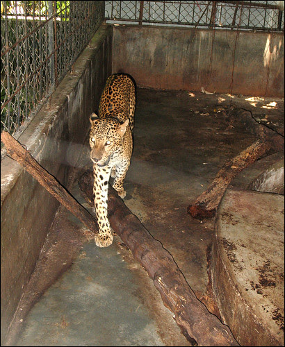 Caged Leopard