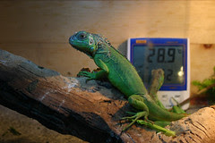 Guan Yuan Shi Chang Guan Yuan Shi Chang iguana