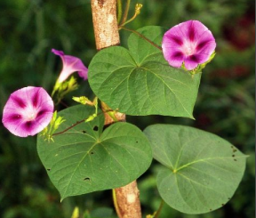http://images.wikia.com/herbolaria/images/1/1e/Ipomoea.png
