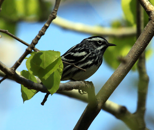 Black-and-white Warbler