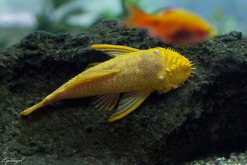 yellow fish.jpg