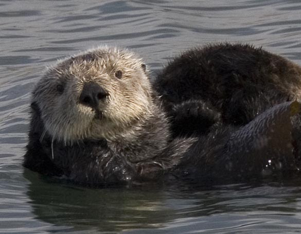 'Why, hello there! Welcome to the wonderful world of sea otters.'