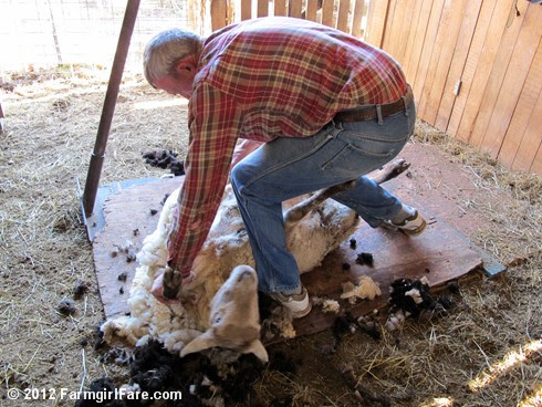 2012 Sheep shearing day 15 - FarmgirlFare.com