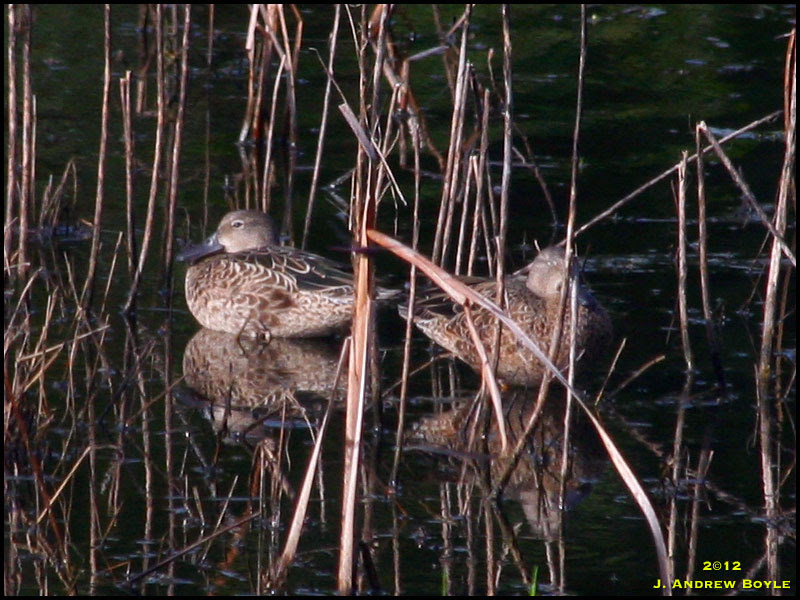 Blue-winged Teal Blue-winged Teal