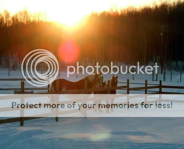 Horses at Sunset