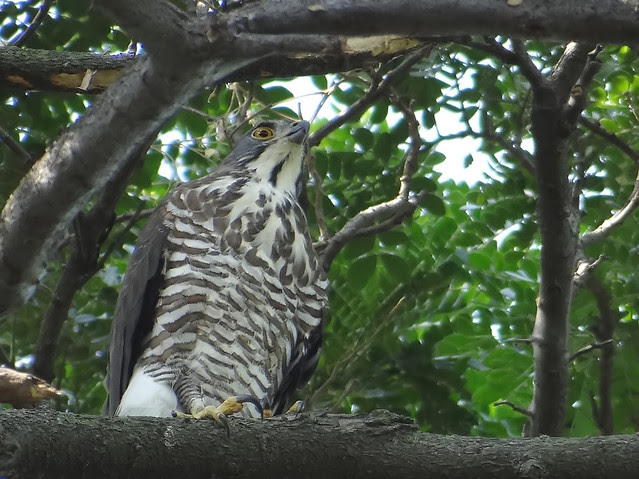 鳳頭蒼鷹/無限台南