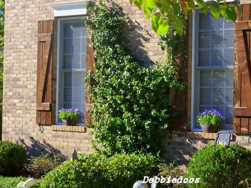 Custome wood shutters traditional exterior