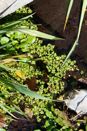 Duckweed