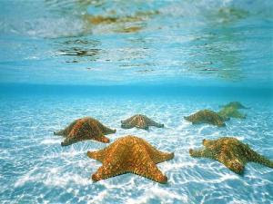 starfish 2
