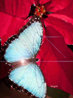 Голубая бабочка на красном лепестке