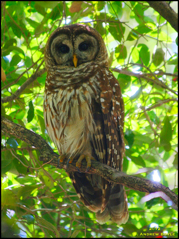 Barred Owl