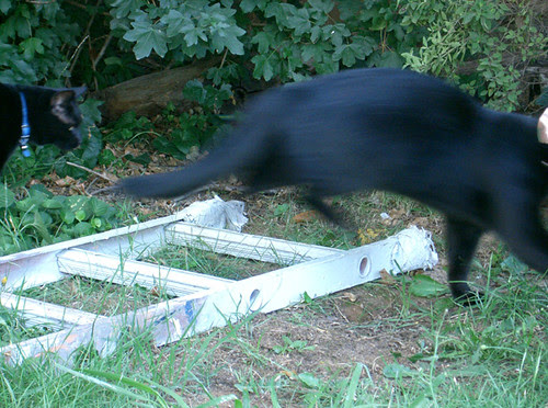 chasing the mouse