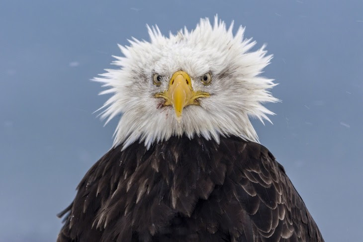 AGUILA CON LAS PLUMAS CONGELADAS POR EL VIENTO DEL INVIERNO