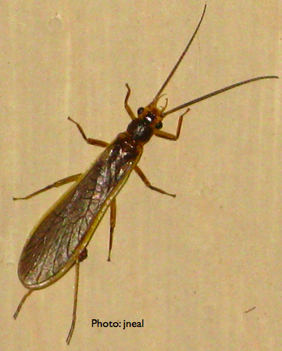 Inspiration 50 of Flying Bugs In House Attracted To Light