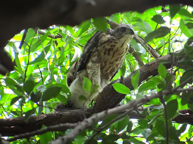 鳳頭蒼鷹/無限台南