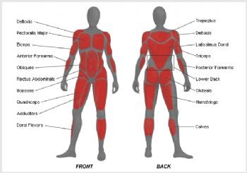Basic Muscles In The Body Diagram / Pin on Exercise / This diagram
