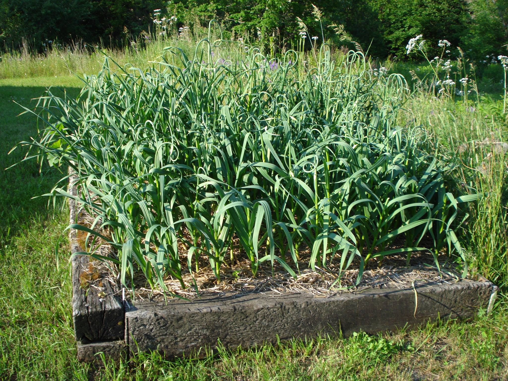 14 My Garlic Bed 2013