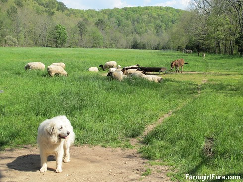 (26-16) Daisy and the sheep in Donkeyland (Marta's out there somewhere too) - FarmgirlFare.com