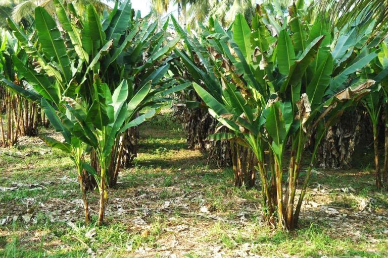 Fantastis 30 Gambar Pohon Pisang Dalam Kartun Kumpulan Gambar Kartun