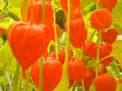美しい花の画像 驚くばかりサイサリス 花 言葉