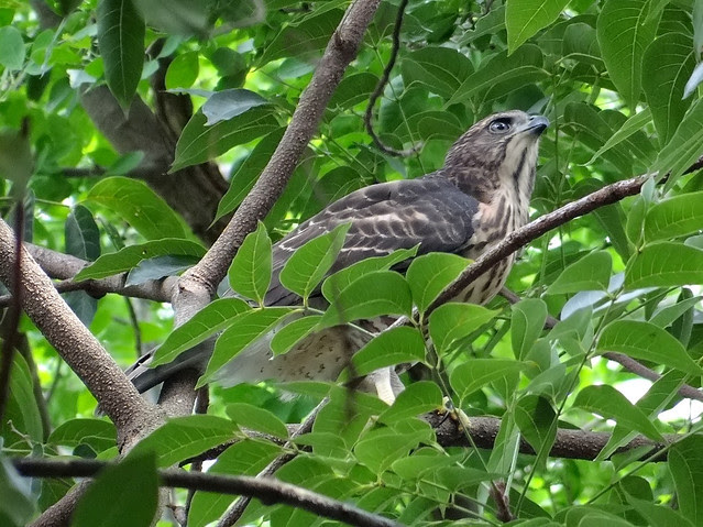 鳳頭蒼鷹/無限台南