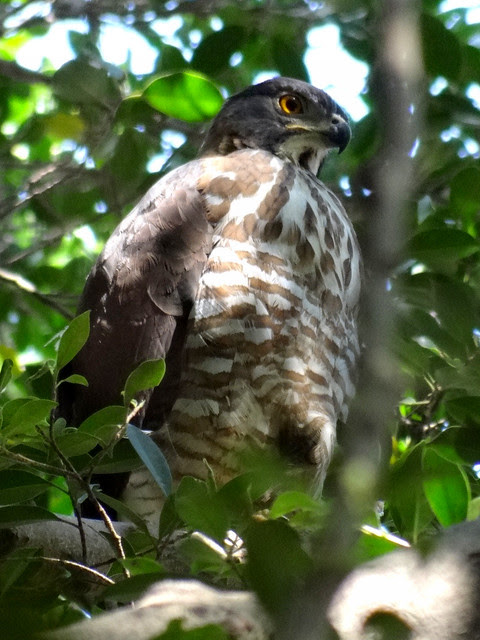 鳳頭蒼鷹/無限台南