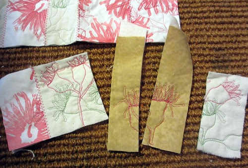 eucalyptus blooms in progress