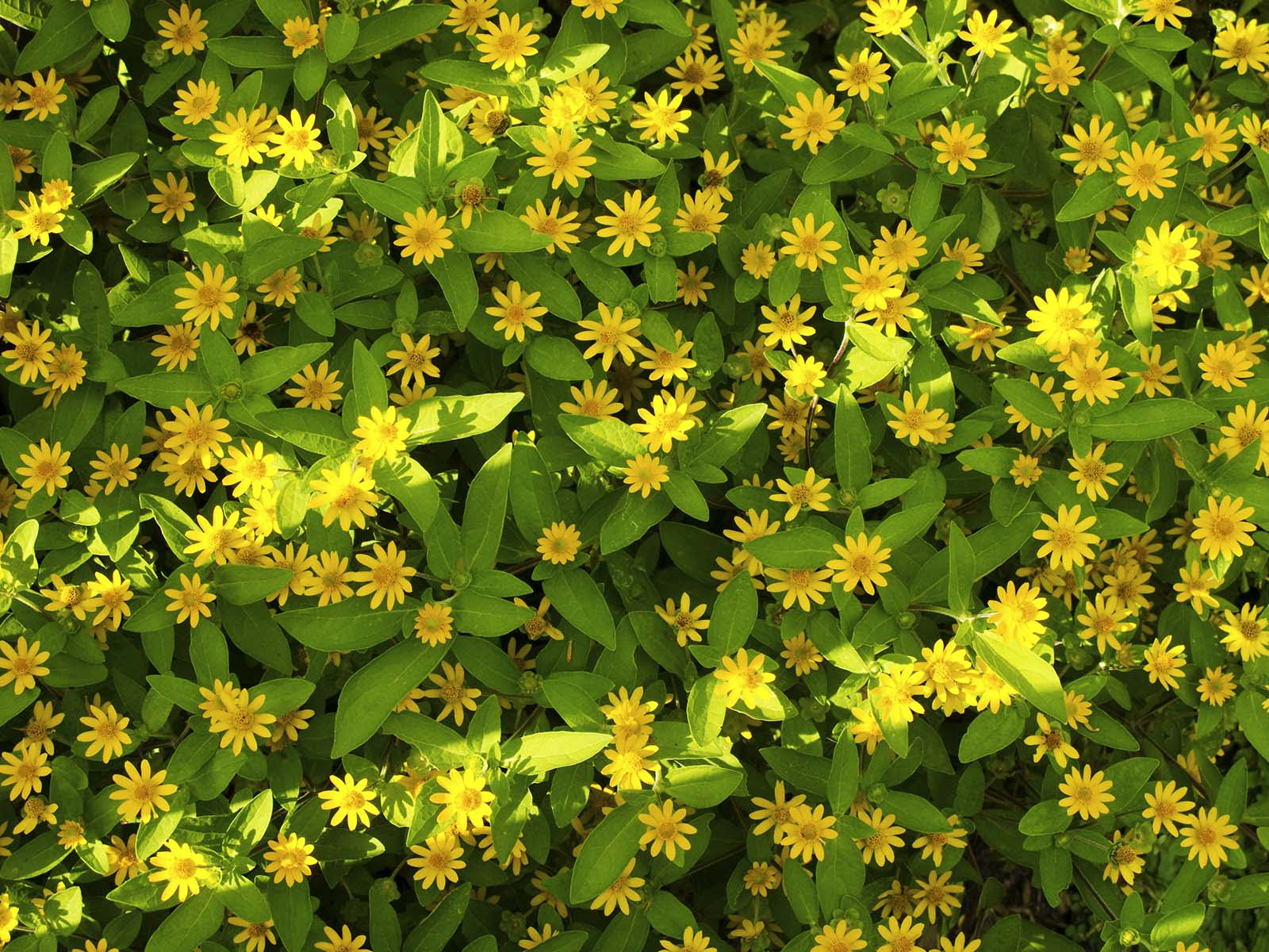 Awesome Yellow Flowers Names with Images | Top Collection of different