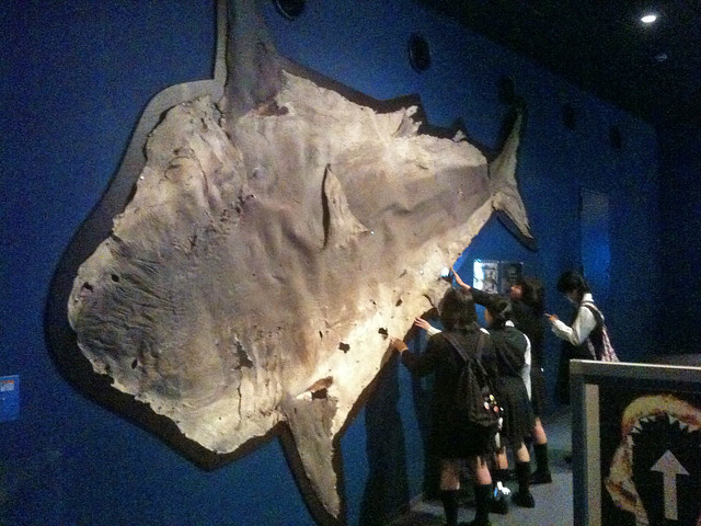 Giant shark skin!