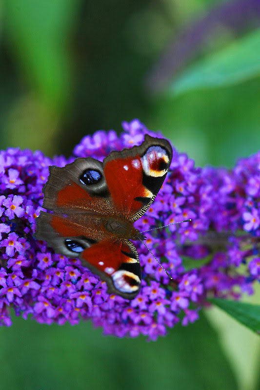 butterfly