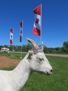 royalgoats_20110703_9999