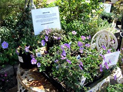 Geraniums